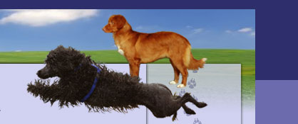 Portuguese Water Dog and Nova Scotia Duck Tolling Retriever