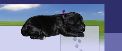 Portuguese Water Dog
