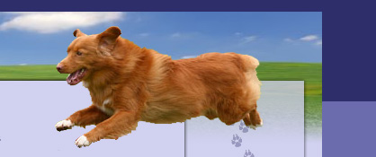 Nova Scotia Duck Tolling Retriever